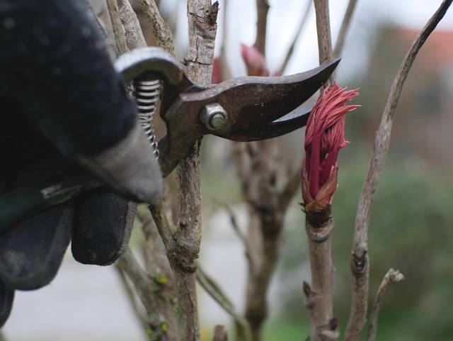 Suppression d'un rameaux au-dessus d'un bourgeon (pivoine arbustive)