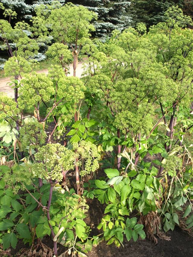 Touffe d'angelique (Angelica archangelica) au jardin