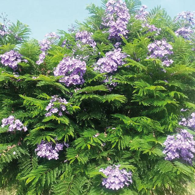 Jacaranda mimosifolia 'Bonsaï Blue' (Flamboyant bleu nain) (Globe Planter)