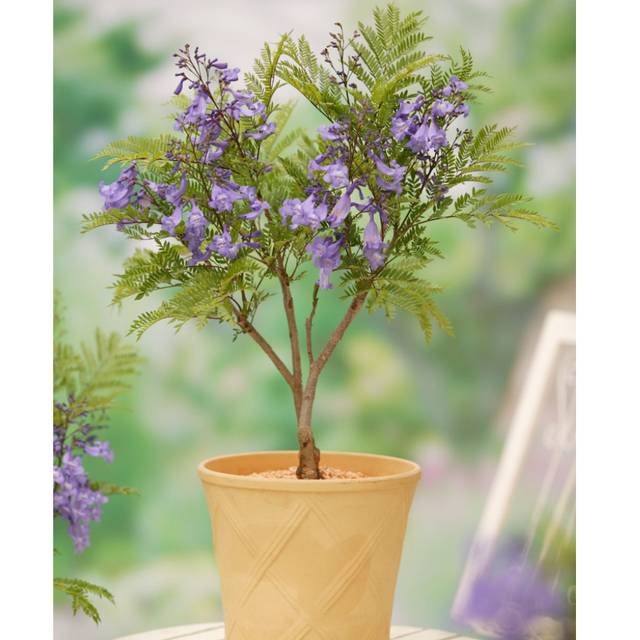 Jacaranda mimosifolia 'Bonsaï Blue' (Flamboyant bleu nain) (Globe Planter)