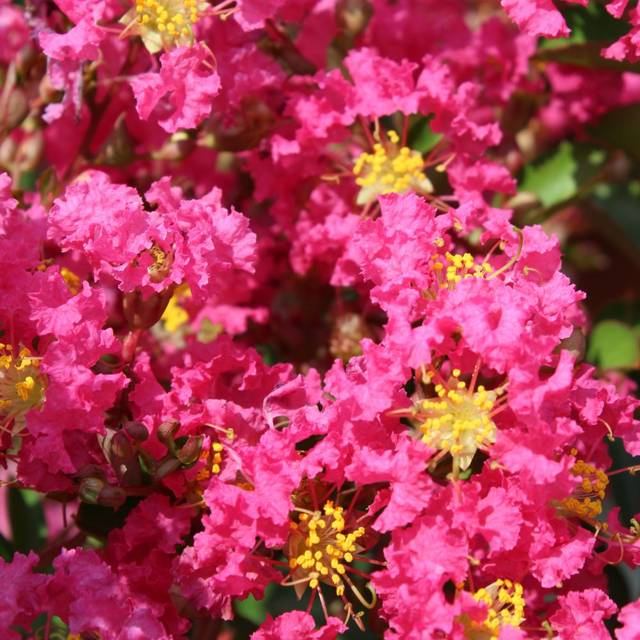 Lagerstroemia indica 'Desber 102' BERGERAC - Lilas des Indes