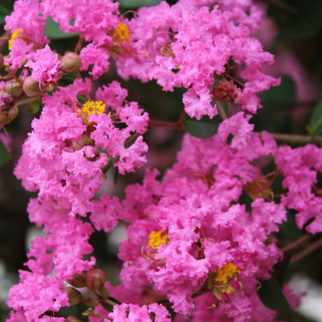 Lagerstroemia indica 'Desjac 124' JACQUELINE DESMARTIS - Lilas des Indes