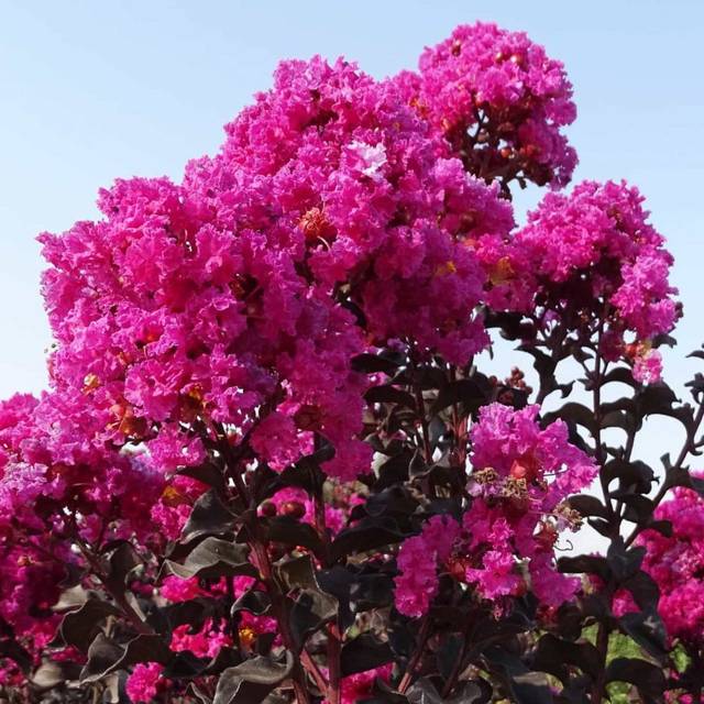Lagerstroemia indica 'Hoch631' RASPBERRY SORBET - Lilas des Indes (Hochberg Export Ornamental Plants Ltd.)