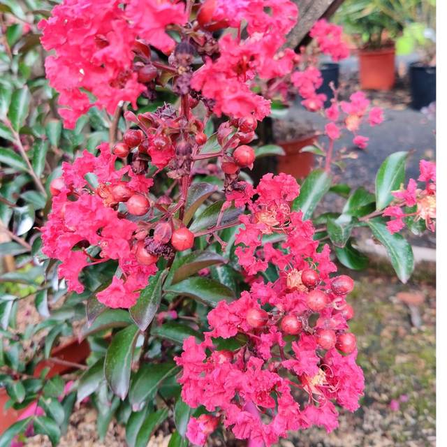 Lagerstroemia indica 'Red Imperator' - Lilas des Indes