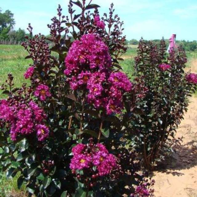 Lagerstroemia indica 'Whit 1510' RHAPSODY IN BLUE®  - Lilas des Indes (Hochberg)
