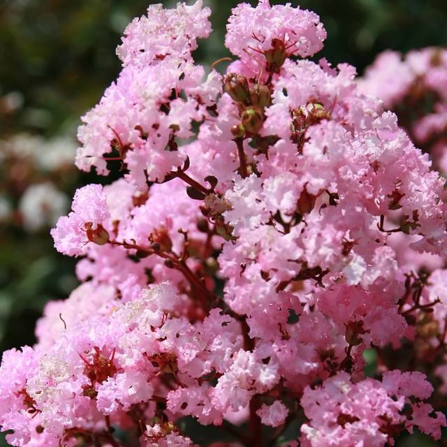 Lagerstroemia indica 'Whit VIII' RHAPSODY IN PINK® - Lilas des Indes (David J. Stang / wikimedia.org)