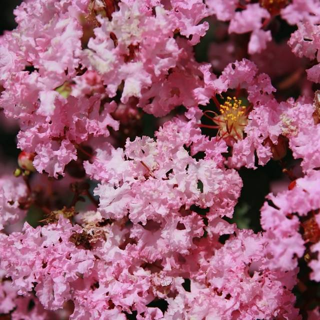 Lagerstroemia indica 'Whit VIII' RHAPSODY IN PINK® - Lilas des Indes (https://commons.wikimedia.org/wiki/File:Lagerstroe)
