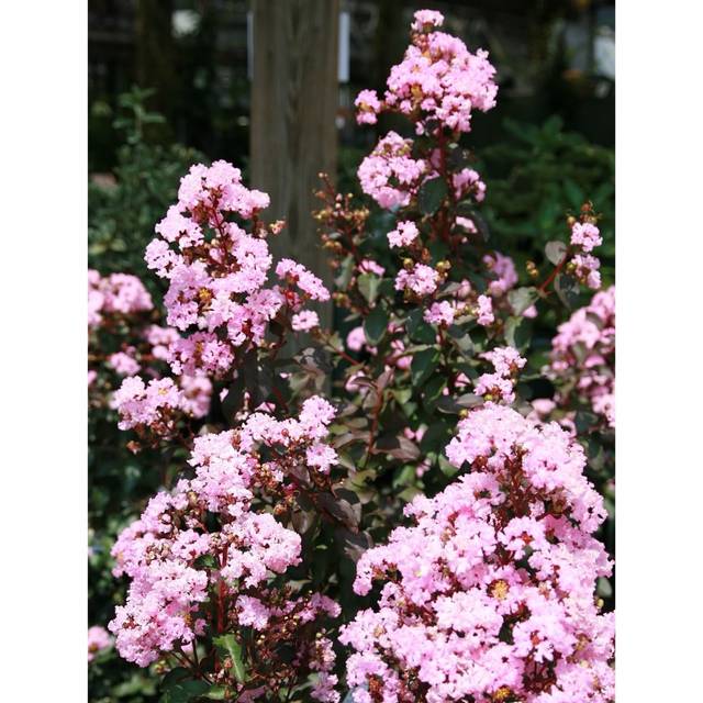Lagerstroemia indica 'Whit VIII' RHAPSODY IN PINK® - Lilas des Indes (David J. Stang / wikimedia.org)