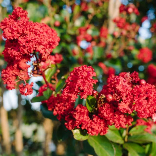 Lagerstroemia 'Piilag VII' RUFFLED RED MAGIC - Lilas des Indes (First Editions)