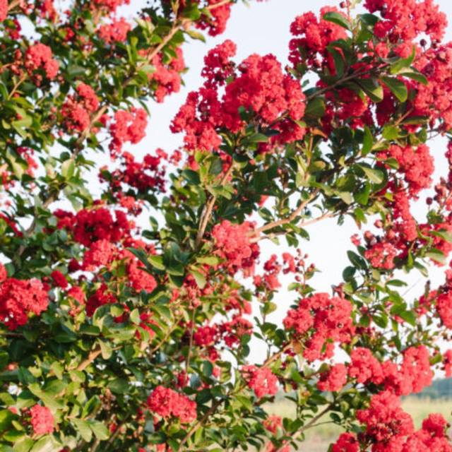 Lagerstroemia 'Piilag VII' RUFFLED RED MAGIC - Lilas des Indes (First Editions)