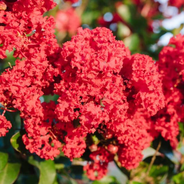 Lagerstroemia 'Piilag VII' RUFFLED RED MAGIC - Lilas des Indes (First Editions)