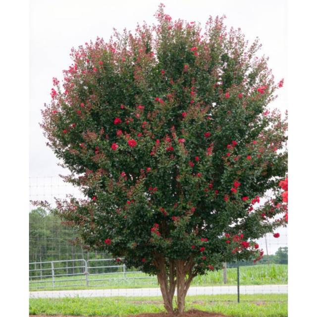 Lagerstroemia 'Piilag VII' RUFFLED RED MAGIC - Lilas des Indes (First Editions)