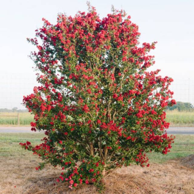 Lagerstroemia 'Piilag VII' RUFFLED RED MAGIC - Lilas des Indes (First Editions)