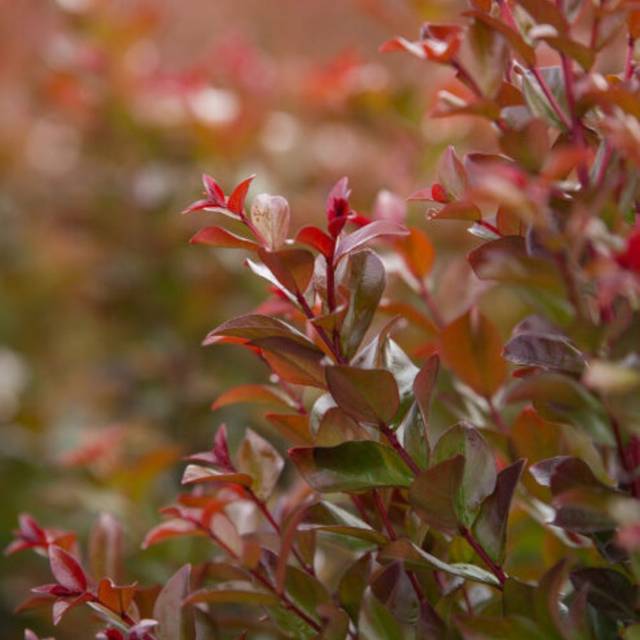 Lagerstroemia 'Piilag VII' RUFFLED RED MAGIC - Lilas des Indes (First Editions)