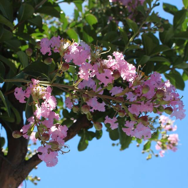 Lagerstroemia indica 'Dessoi 062' SOIR D'ETE - Lilas des Indes