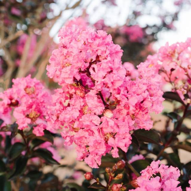 Lagerstroemia 'Piilag VIII' TWILIGHT MAGIC - Lilas des Indes (First Editions)