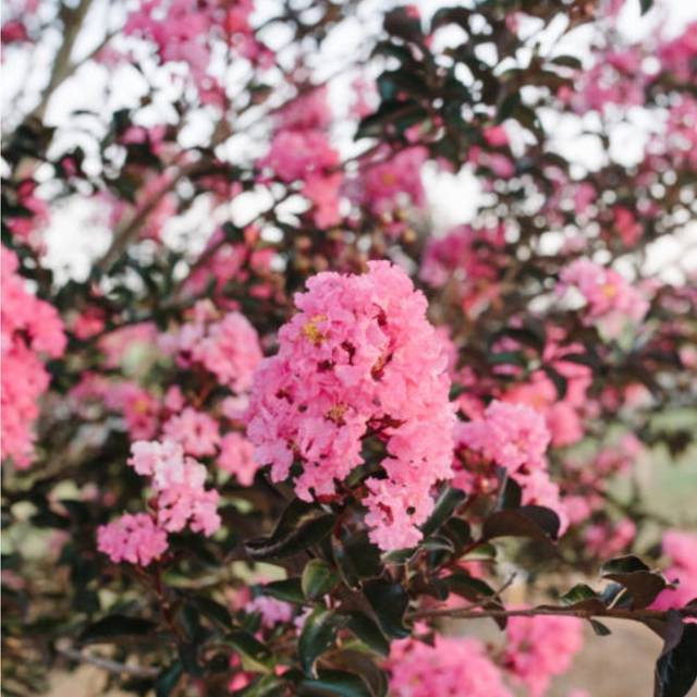 Lagerstroemia 'Piilag VIII' TWILIGHT MAGIC - Lilas des Indes (First Editions)