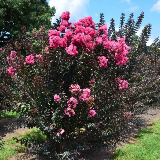 Lagerstroemia 'Piilag VIII' TWILIGHT MAGIC - Lilas des Indes (First Editions)