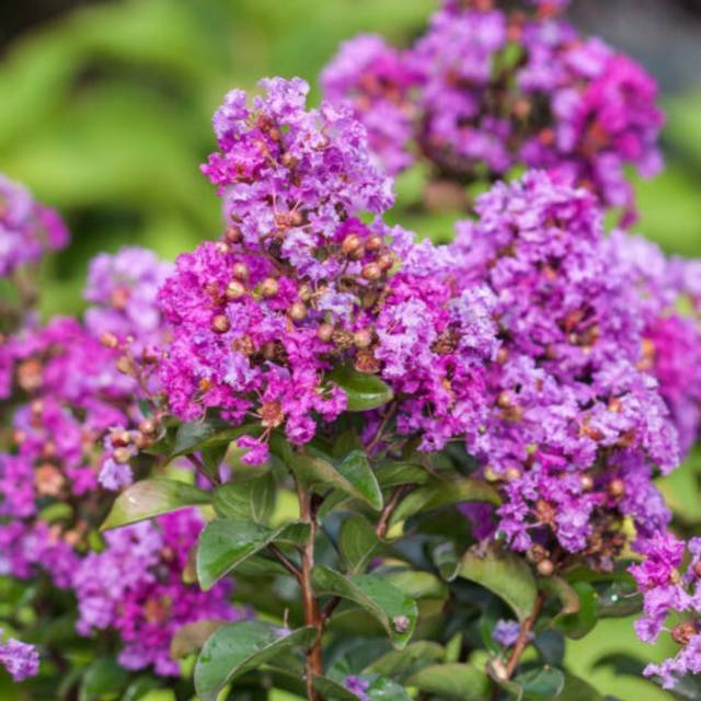 Lagerstroemia 'Purple Magic' - Lilas des Indes (First Editions)