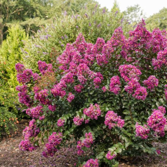 Lagerstroemia 'Purple Magic' - Lilas des Indes (First Editions)