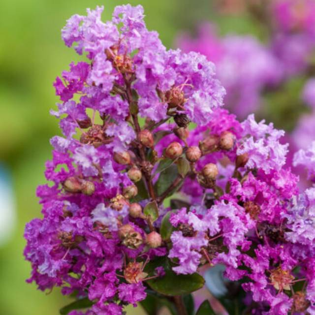Lagerstroemia 'Purple Magic' - Lilas des Indes (First Editions)