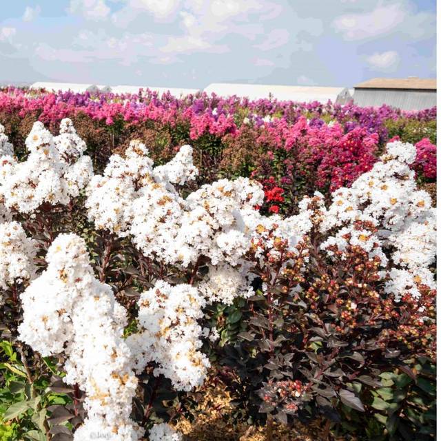 Lagerstroemia indica 'Hoch873' COCONUT SORBET - Lilas des Indes (Hochberg Export Ornamental Plants Ltd.)