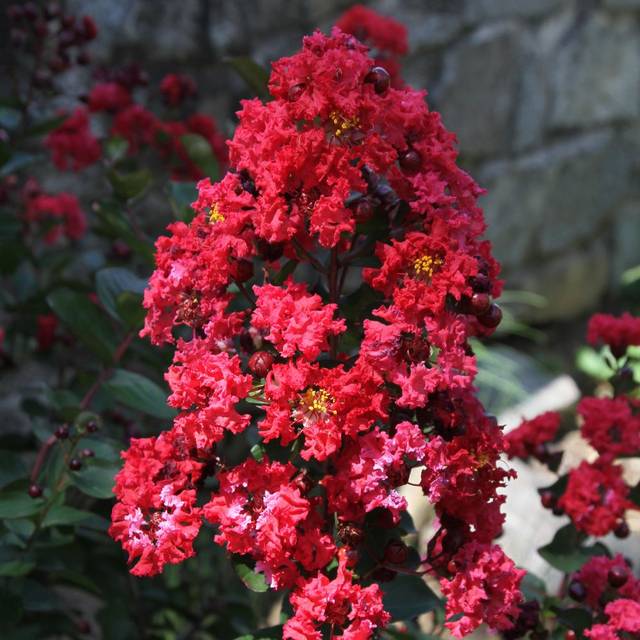 Lagerstroemia indica 'Whit II' DYNAMITE® - Lilas des Indes (Jim, the Photographer / flickr.com)