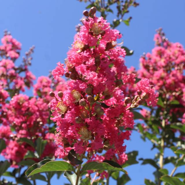 Lagerstroemia indica GRAND CRU® - Lilas des Indes