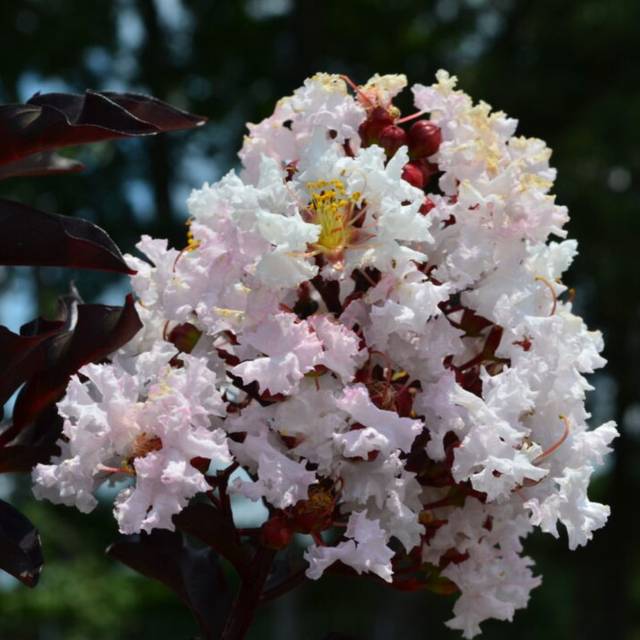 Lagerstroemia indica  MOONLIGHT MAGIC - Lilas des Indes (First Editions)