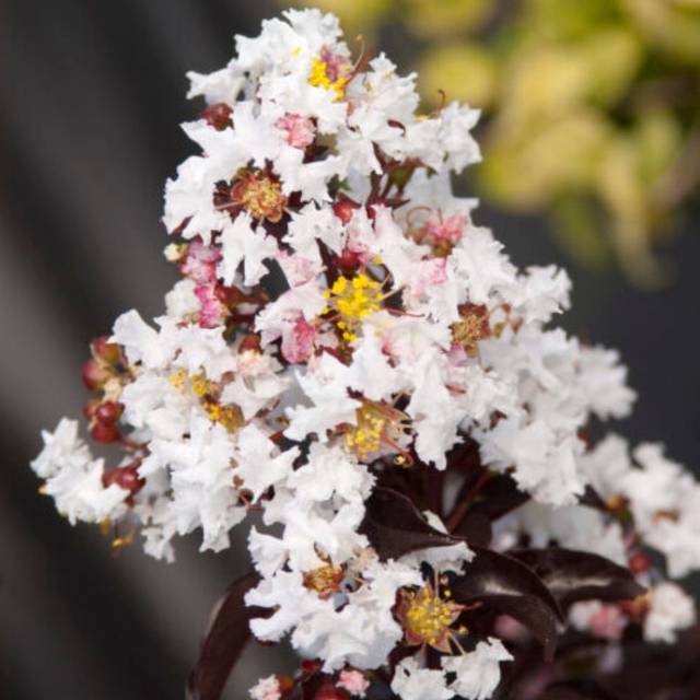 Lagerstroemia indica  MOONLIGHT MAGIC - Lilas des Indes (First Editions)