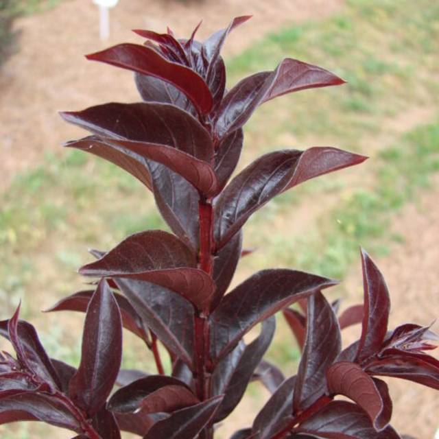 Lagerstroemia indica  MOONLIGHT MAGIC - Lilas des Indes (First Editions)
