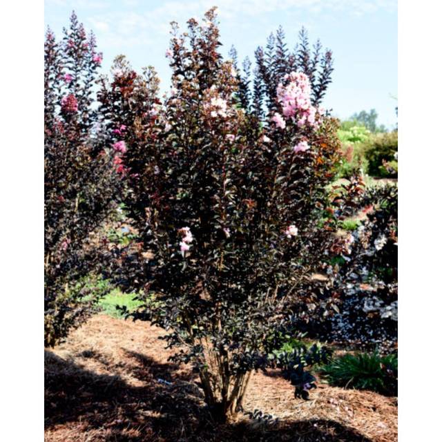 Lagerstroemia indica  MOONLIGHT MAGIC - Lilas des Indes (First Editions)