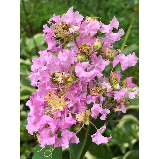  Lagerstroemia 'Muskogee' - Lilas des Indes (Famartin / wikimedia.org)