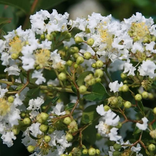  Lagerstroemia 'Natchez' - Lilas des Indes (David J. Stang / wikimedia.org)