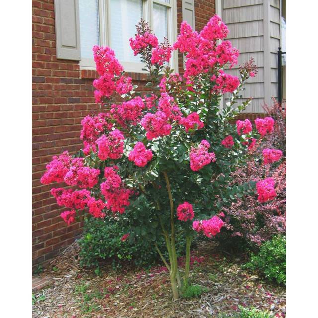 Lagerstroemia indica 'Whit III' PINK VELOUR - Lilas des Indes (Alabama Extension / wikimedia.org)