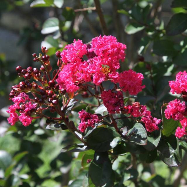 Lagerstroemia indica 'Whit III' PINK VELOUR - Lilas des Indes (Jim, the Photographer / flickr.com)