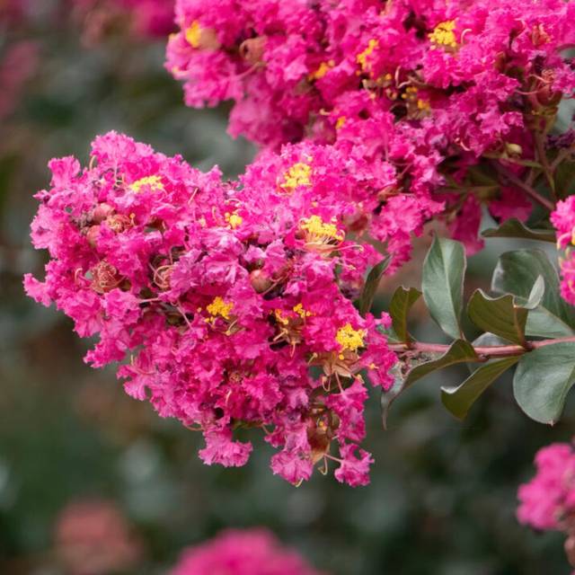 Lagerstroemia 'Plum Magic' - Lilas des Indes (First Editions)