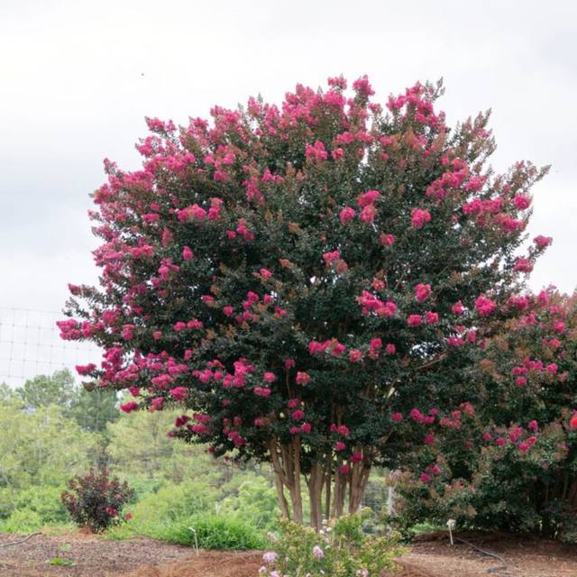 Lagerstroemia 'Plum Magic' - Lilas des Indes (First Editions)