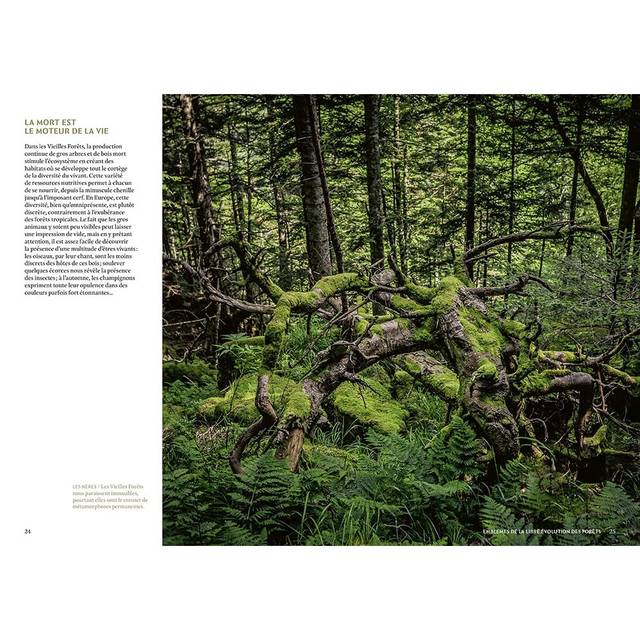 Mystérieuses vieilles forêts : p.24/25 (D.R. / Ulmer)