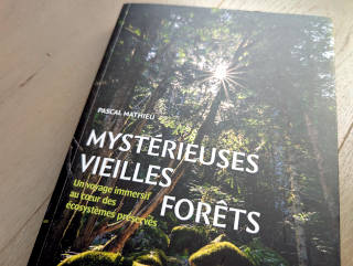 Mystérieuses vieilles forêts Mystérieuses vieilles forêts