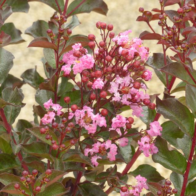Lagerstroemia indica 'Whit VIII' RHAPSODY IN PINK® - Lilas des Indes