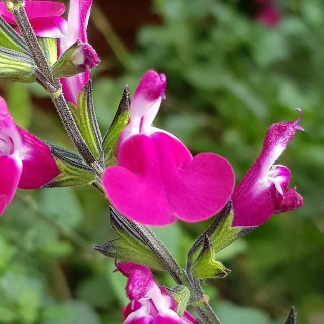 Sauge arbustive 'Cherry Lips' (Globe Planter)