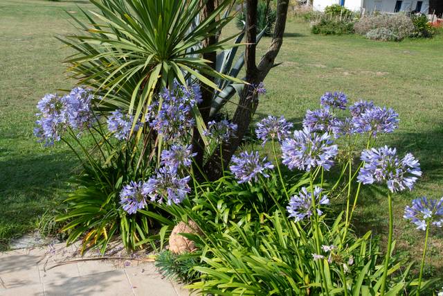 Agapanthes, cordyline, agaves - JAG IMAGES / Adobe Stock
