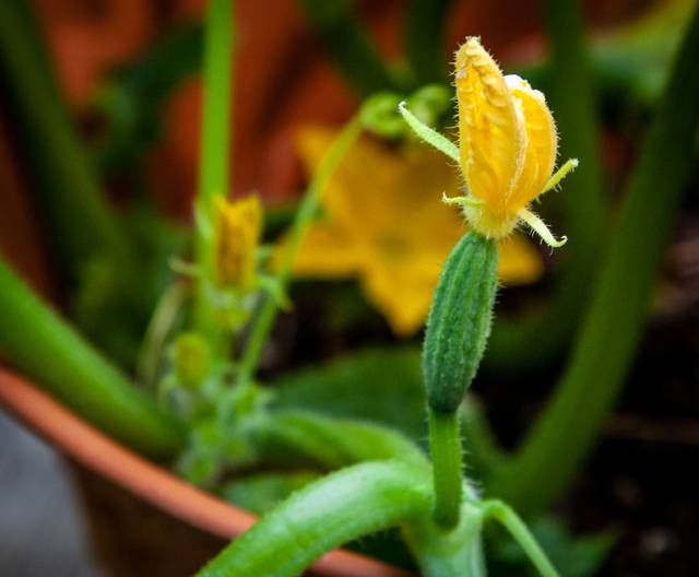 Concombre : la fleur fécondée donne... un fruit
