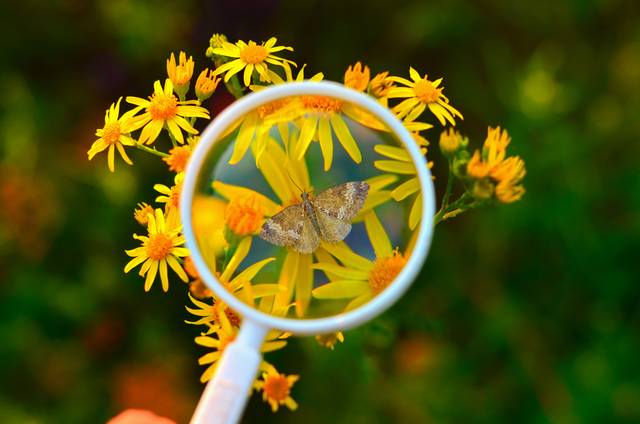 Entomologie - violart / Adobe Stock