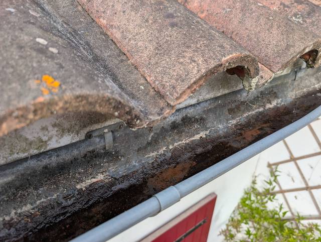 Eau stagnante dans une gouttière en zinc