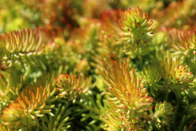 Sedum couvre-sol 'Lemon ball'