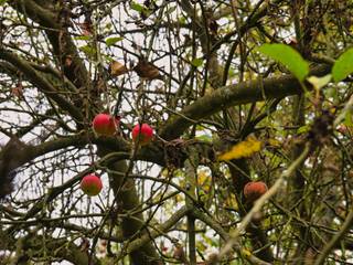 Pommes sur les branches d'un vieux pommier à restaurer