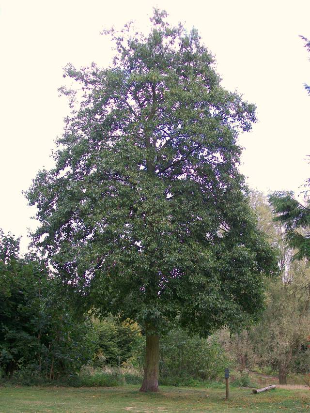 Aulne de Corse : un bel arbre élancé
