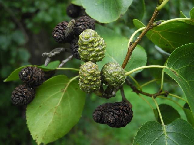 Alnus cordata, aulne de Corse : fruits